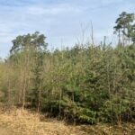 Seniorzy z Sokolnik w Nadleśnictwie Przedborów